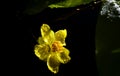 Closeup Yentu Ochna flower Royalty Free Stock Photo